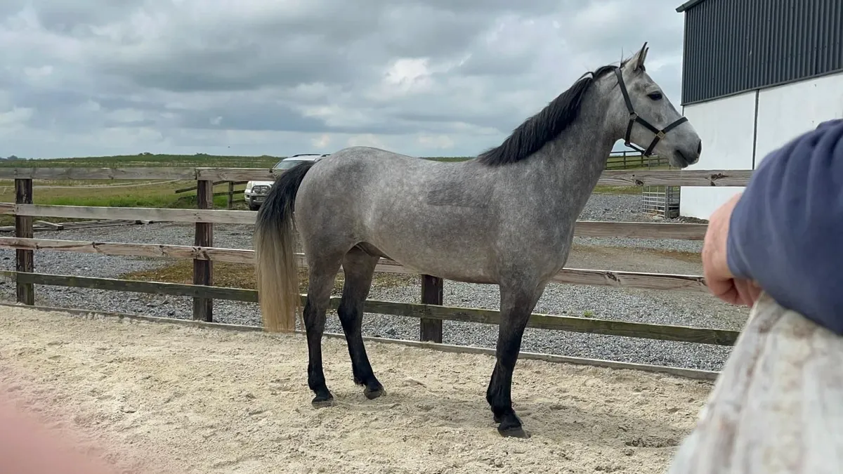 Pony - Image 4