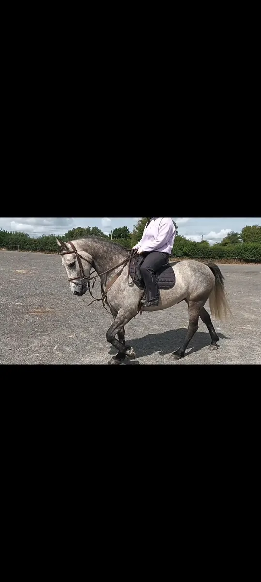 Pony - Image 2