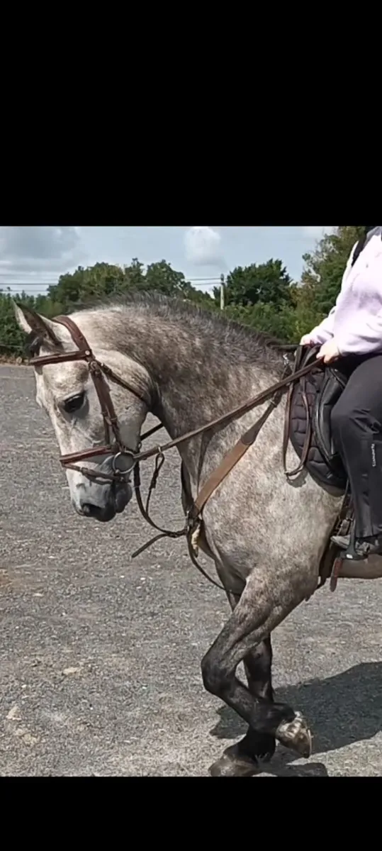 Pony - Image 1