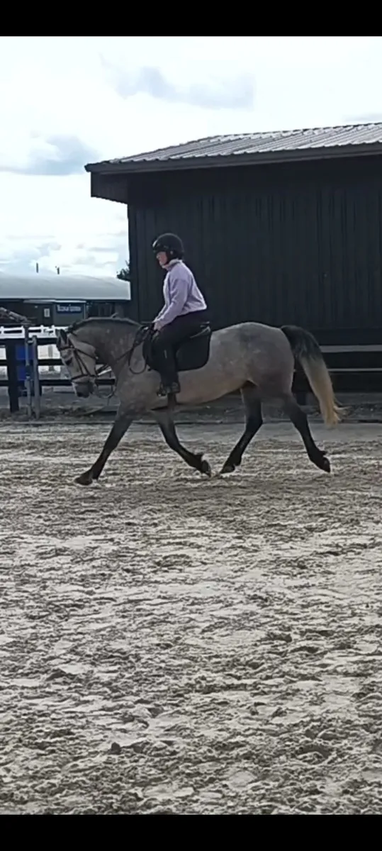 Pony - Image 4