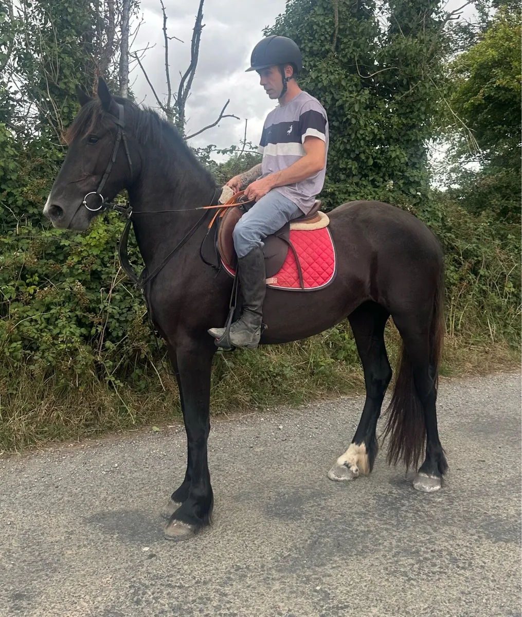 Black Mare Riding and Driving - Image 1