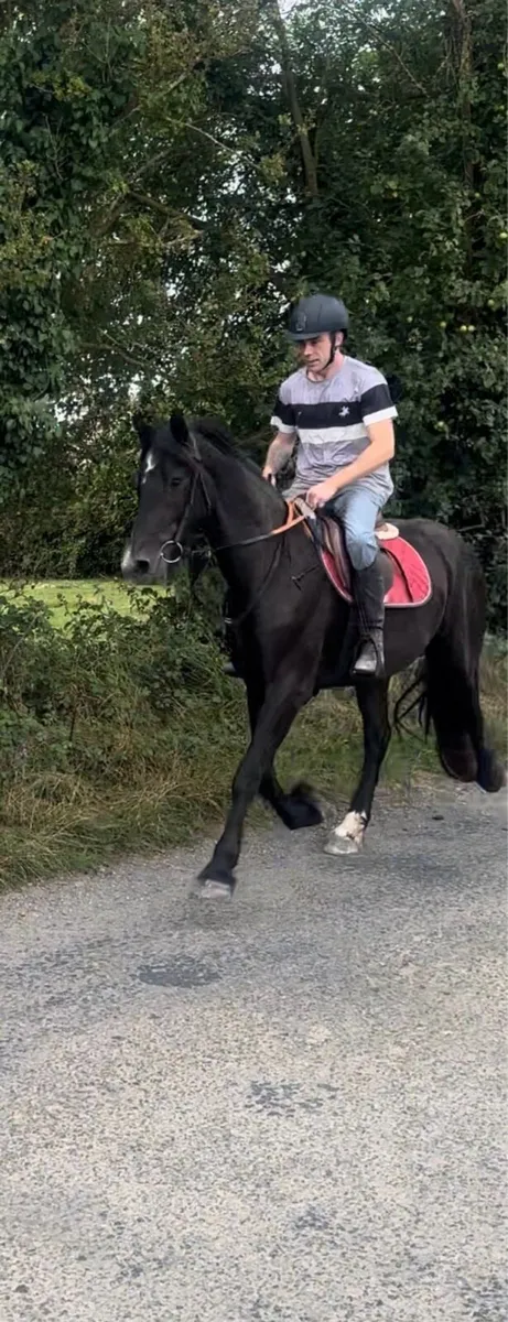 Black Mare Riding and Driving - Image 2