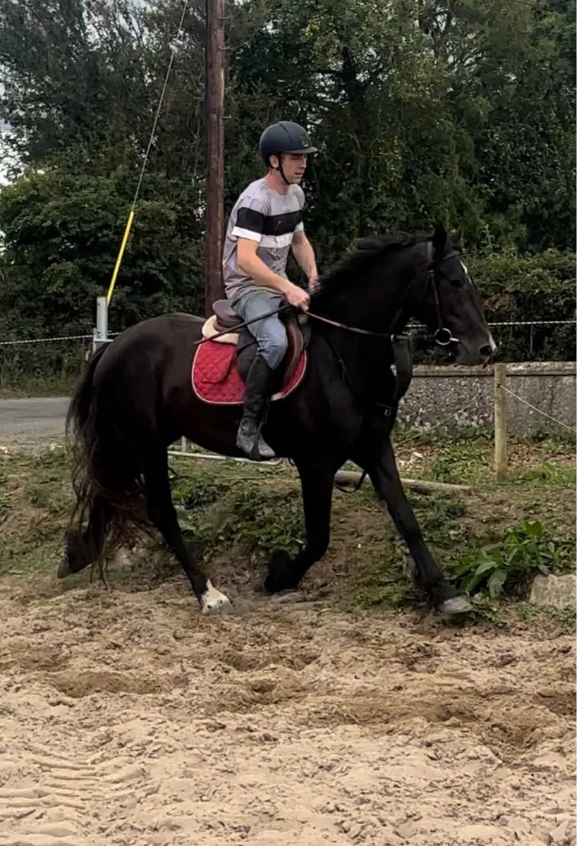 Black Mare Riding and Driving - Image 3