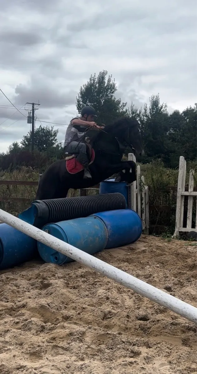 Black Mare Riding and Driving - Image 4