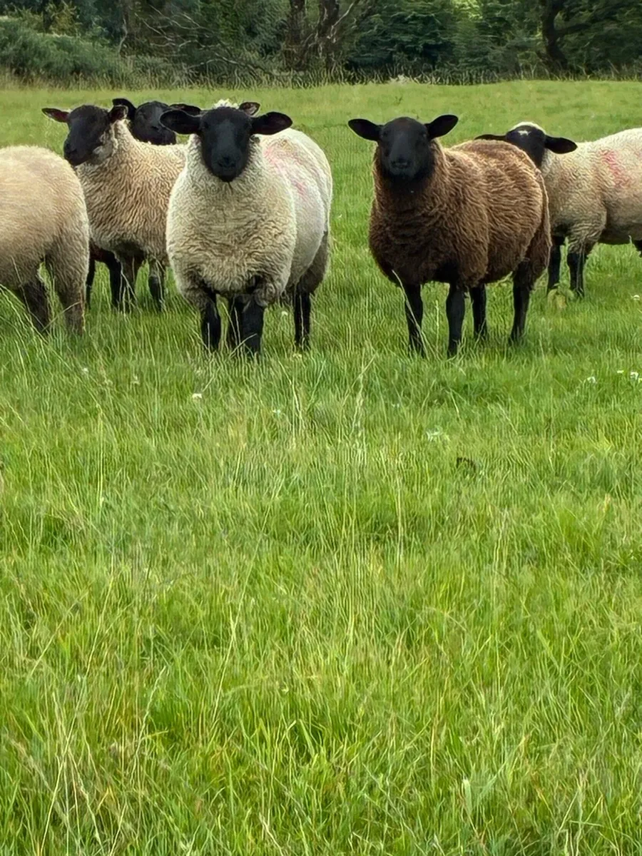 Ewe lambs - Image 2
