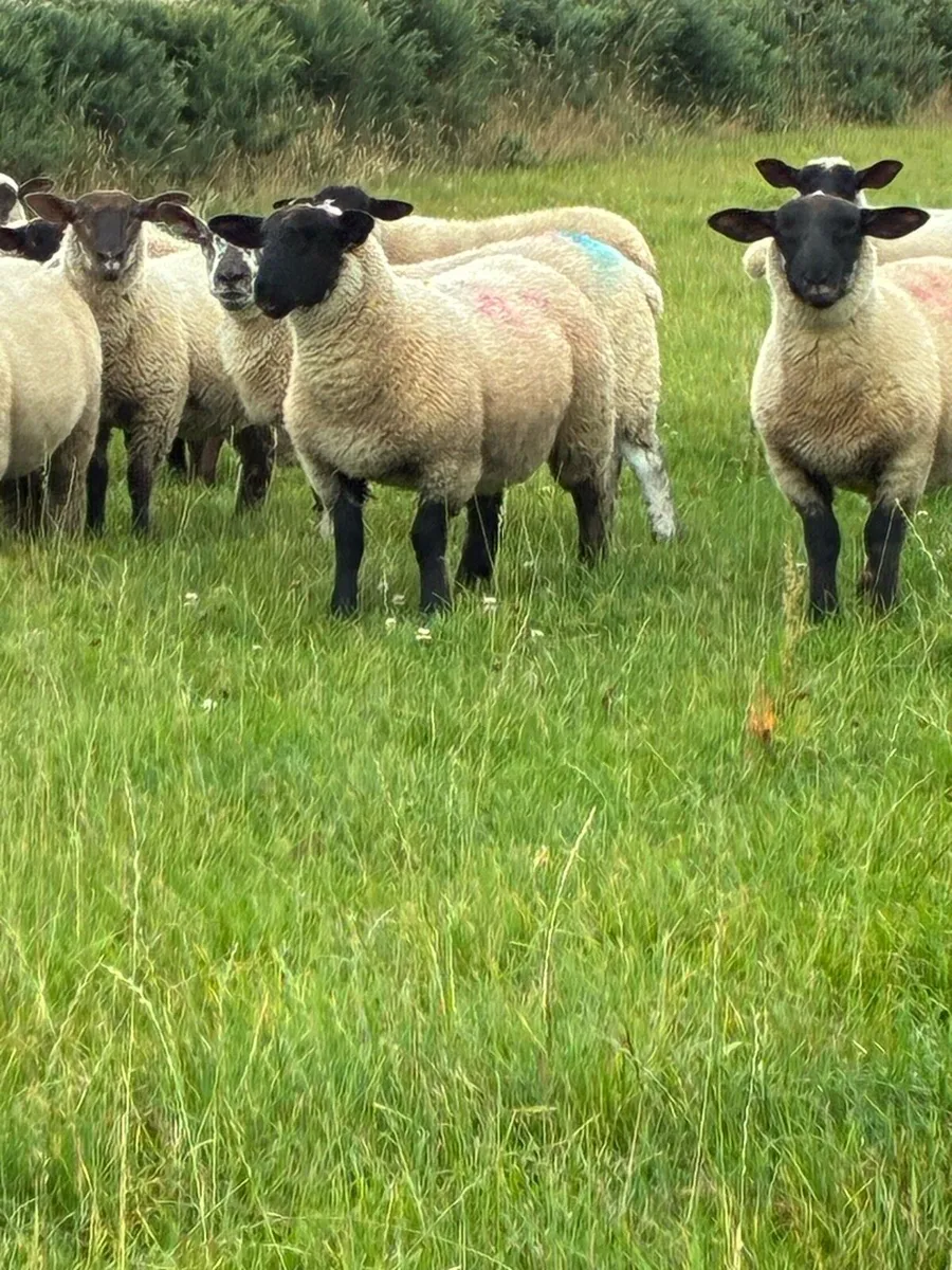 Ewe lambs - Image 3