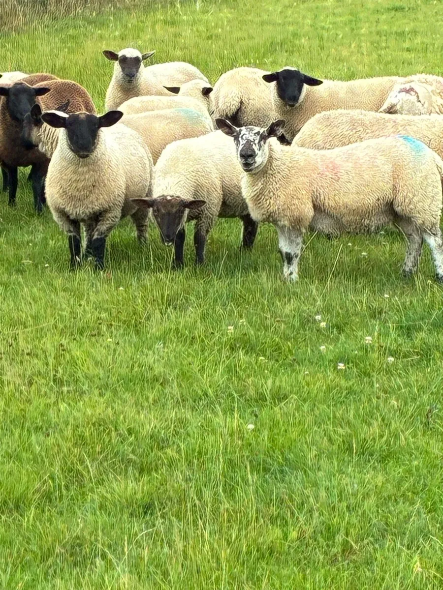 Ewe lambs - Image 1