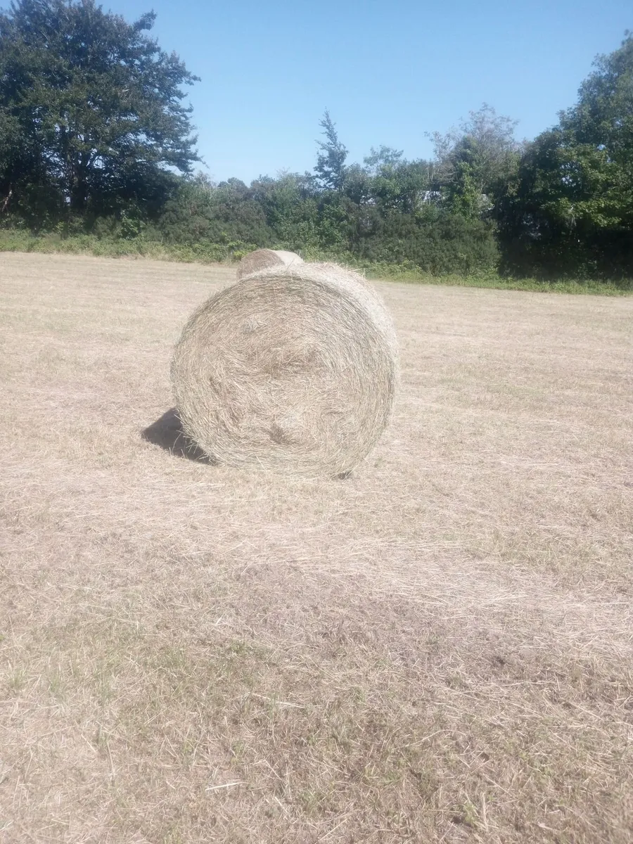 Hay