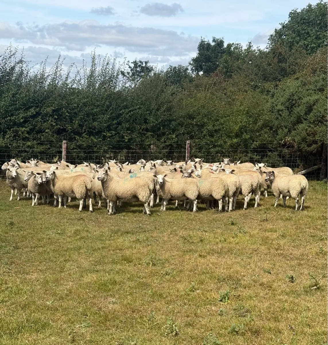 Mule Texel cross Ewe Lambs - Image 1