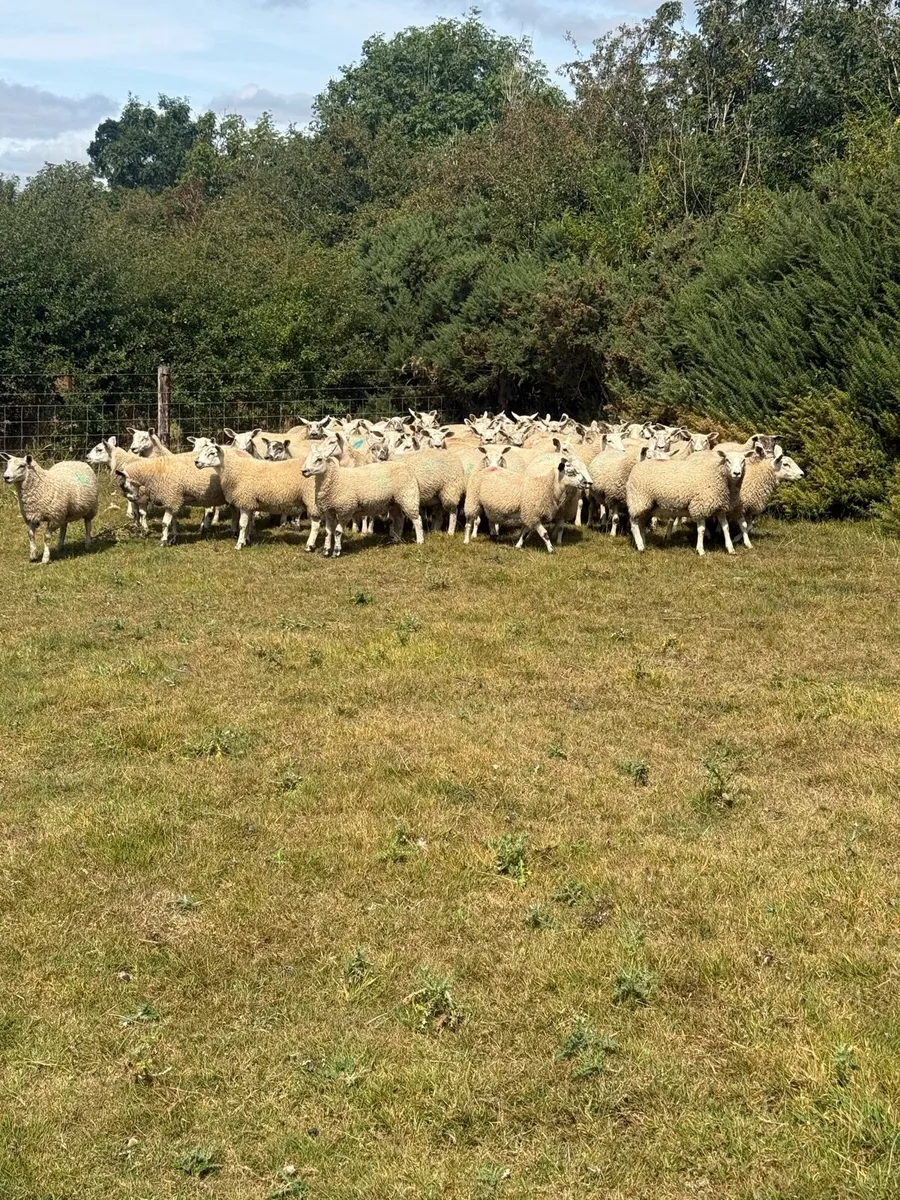 Mule Texel cross Ewe Lambs - Image 3