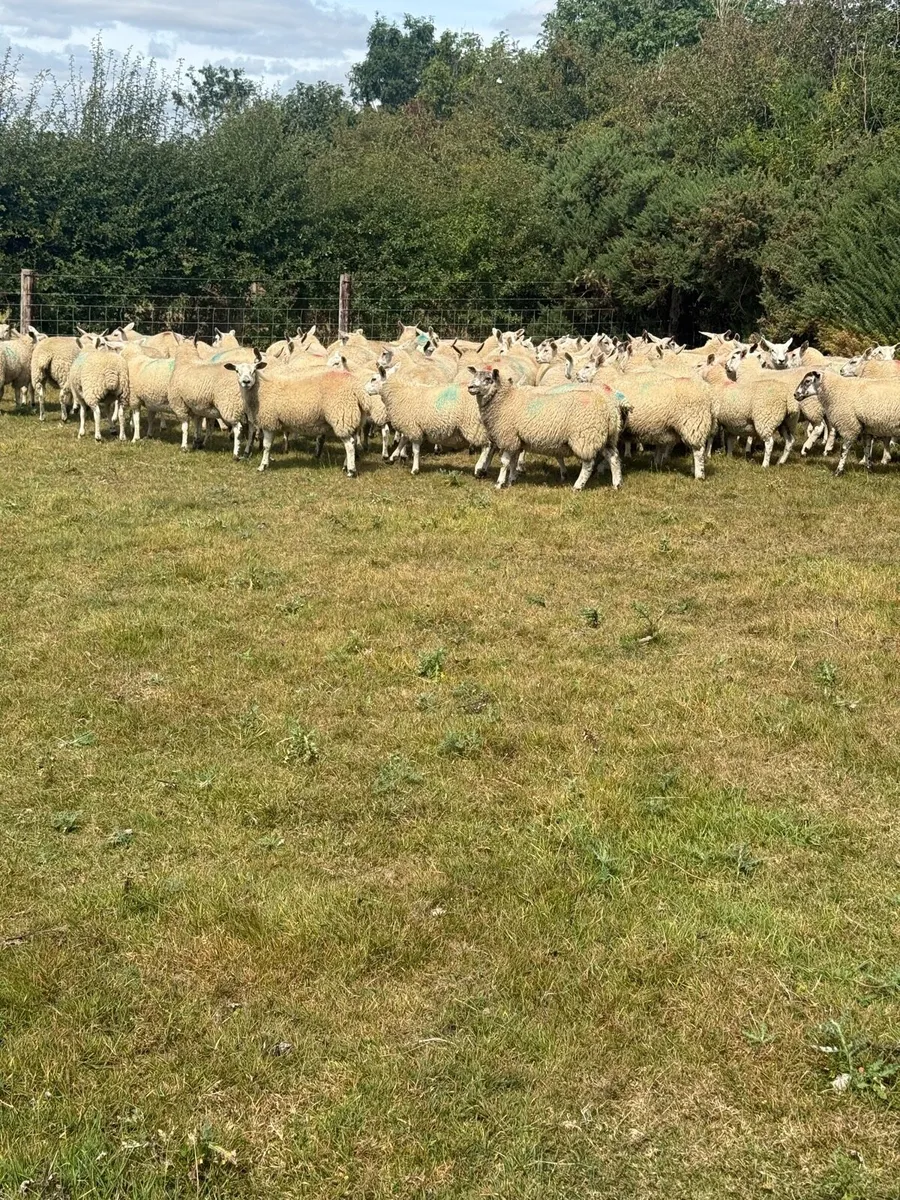 Mule Texel cross Ewe Lambs - Image 2