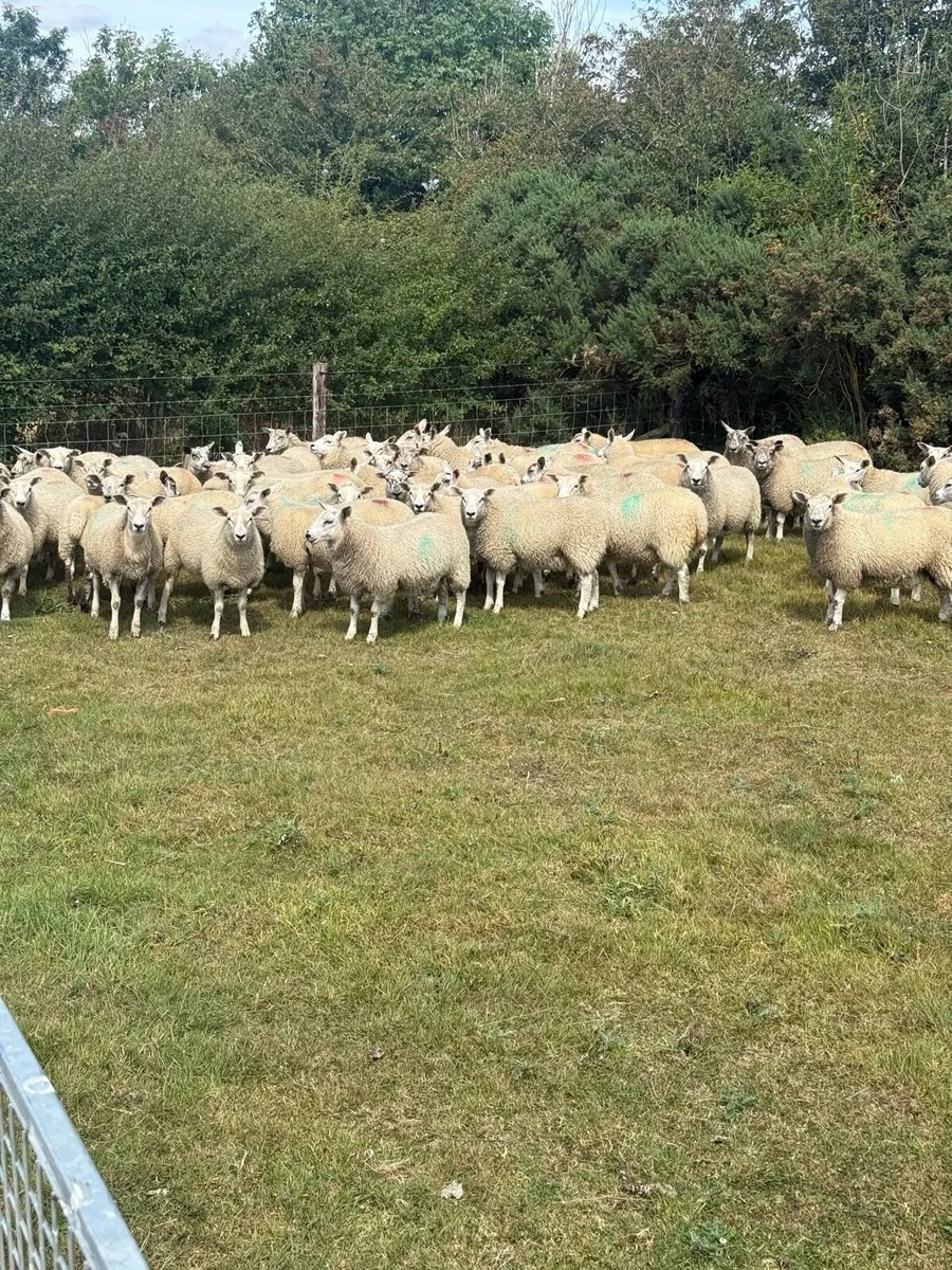 Mule Texel cross Ewe Lambs - Image 4