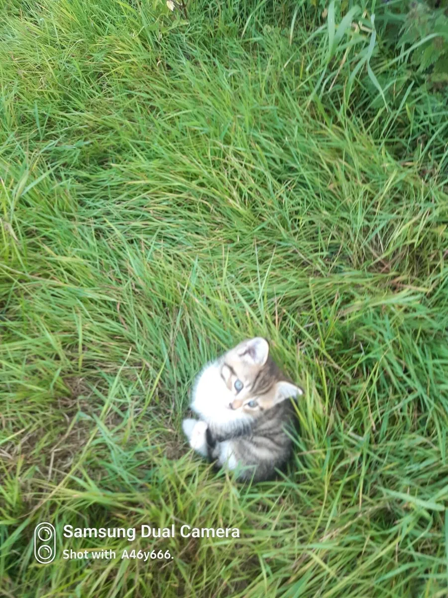 Kittens - Image 4