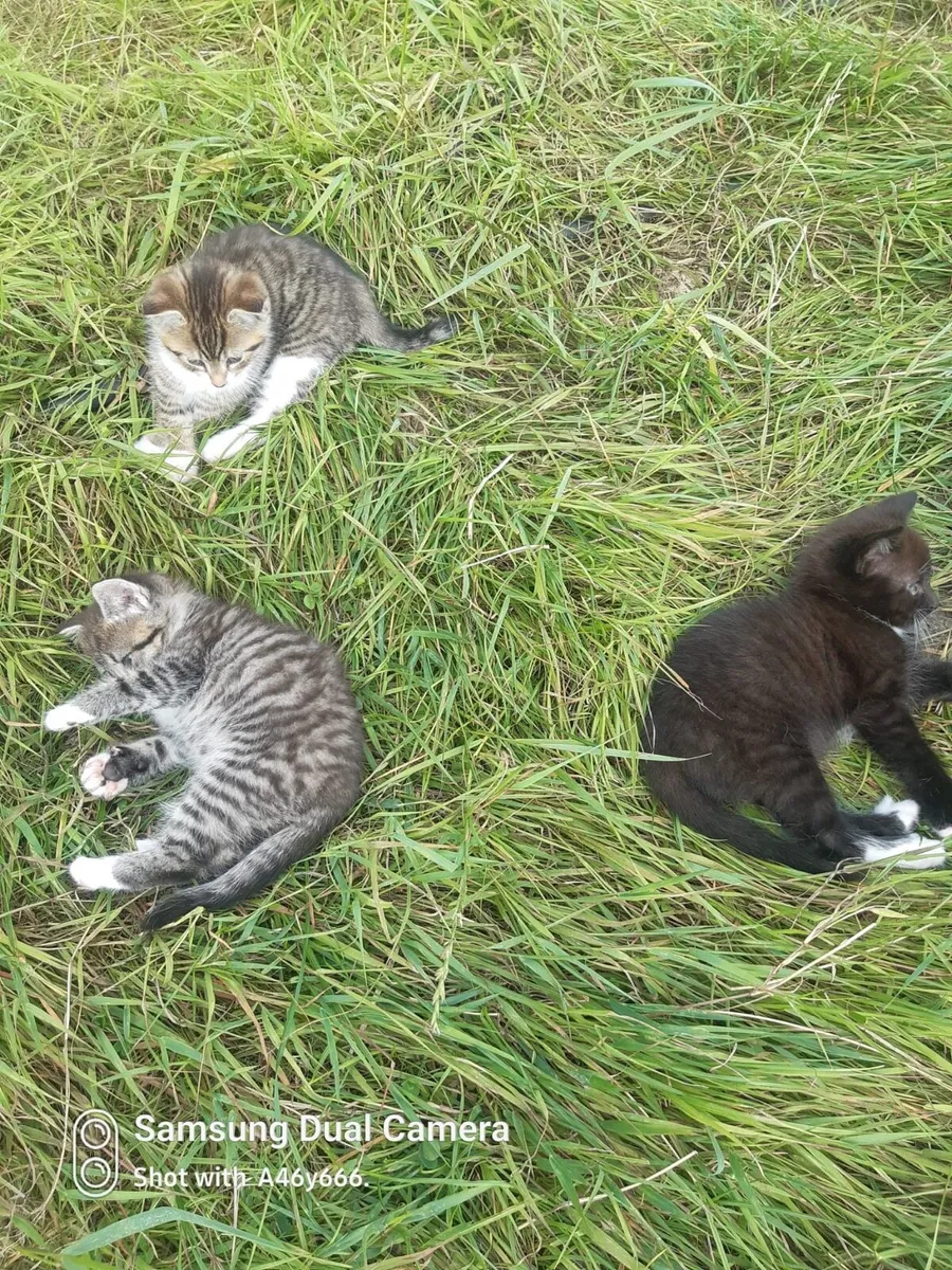 Kittens - Image 1