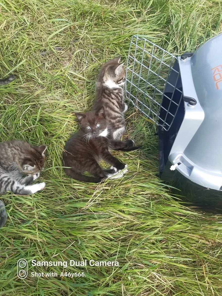 Kittens - Image 2
