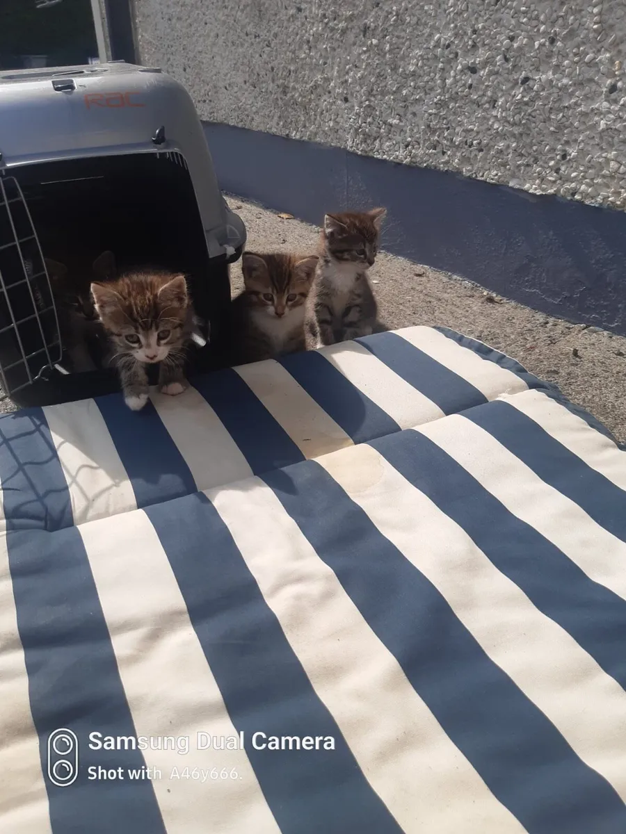 Kittens - Image 3