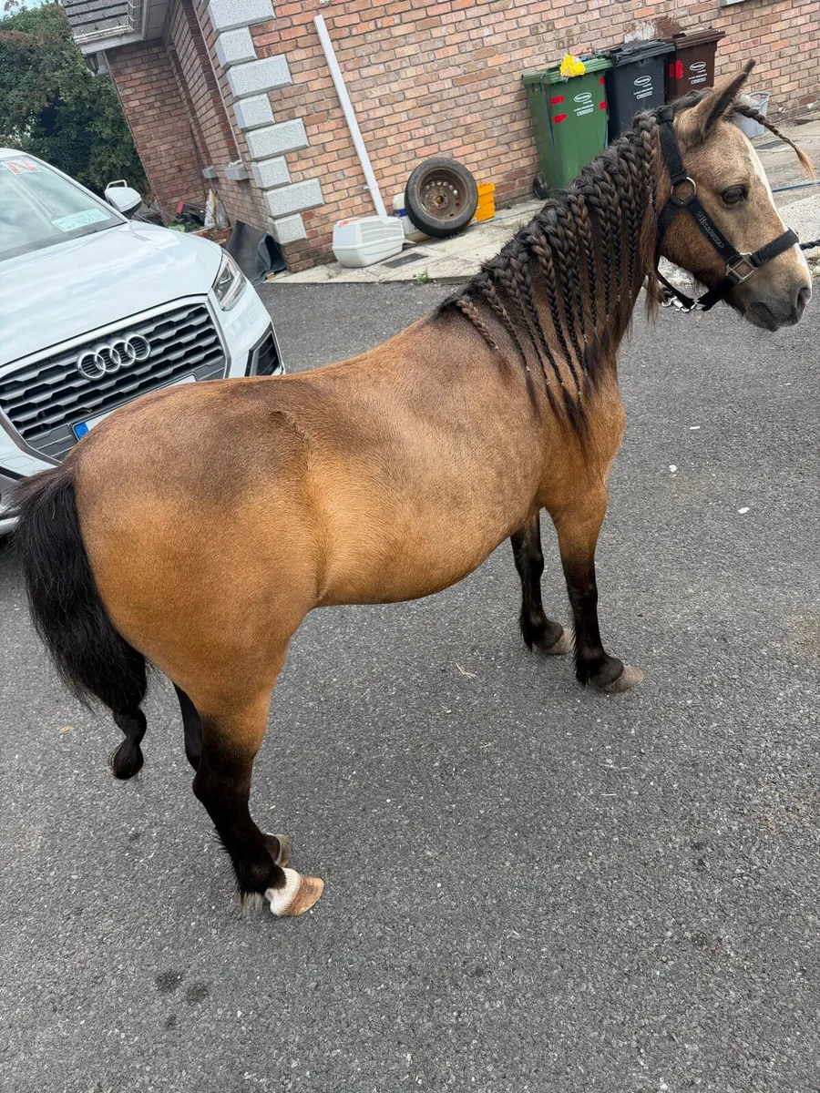 Mare pony - Image 1