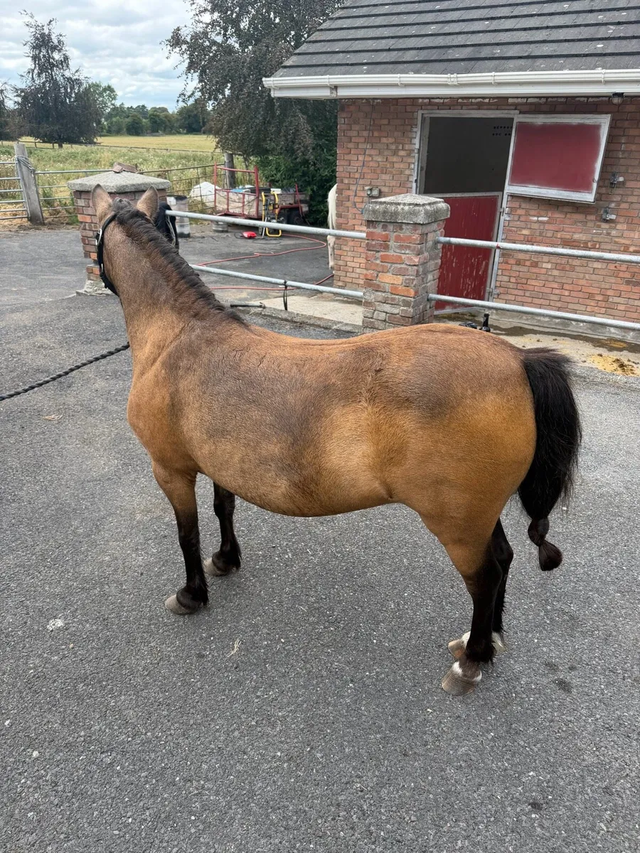 Mare pony - Image 2