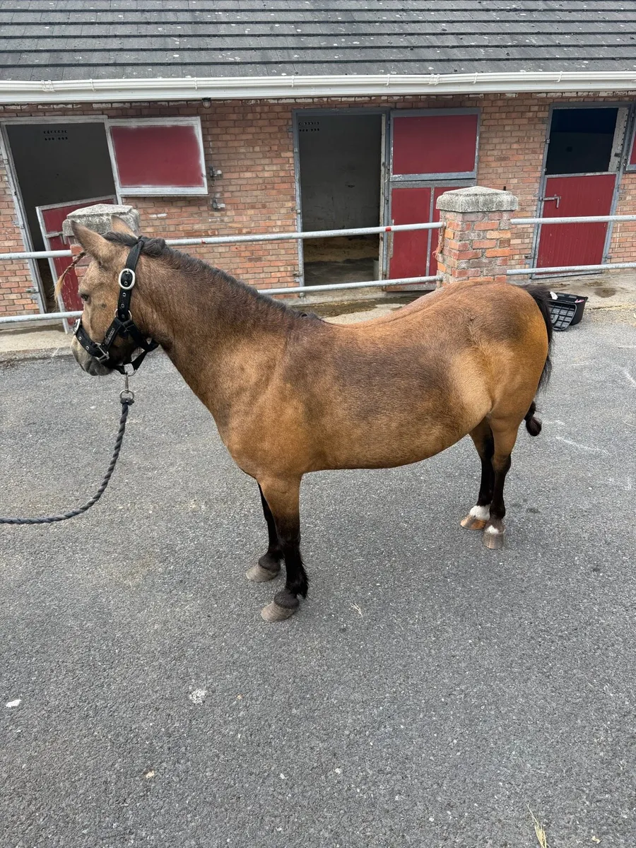 Mare pony - Image 3