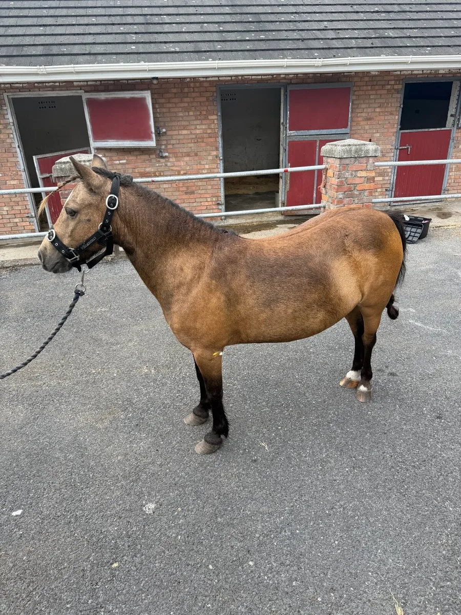 Mare pony - Image 4