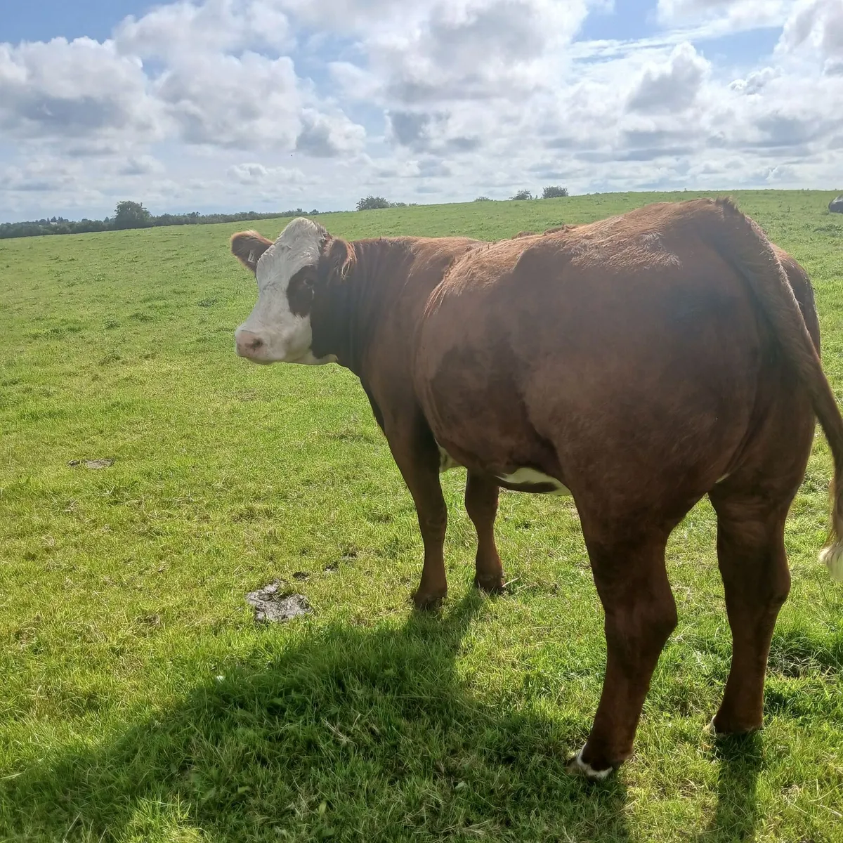 5  springing Heifers - Image 4
