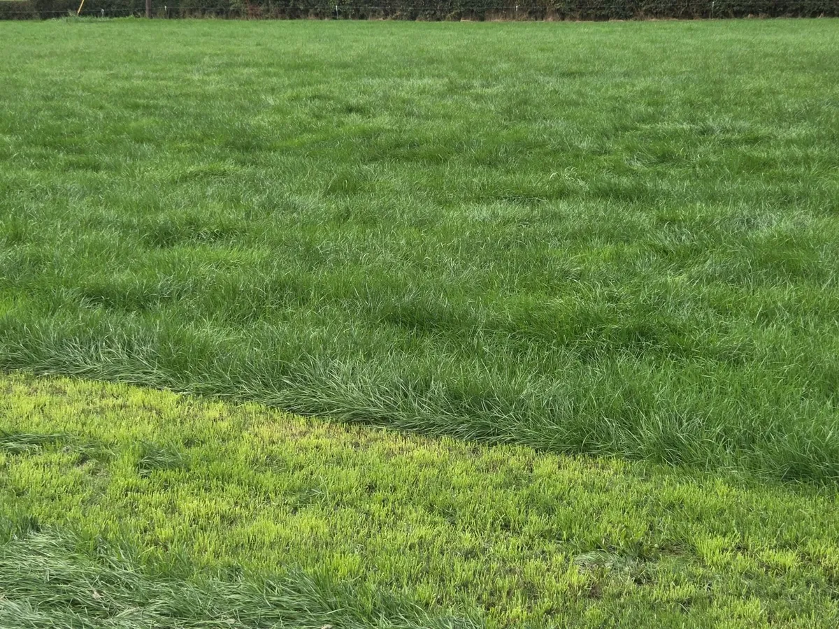 Grass for zero grazing