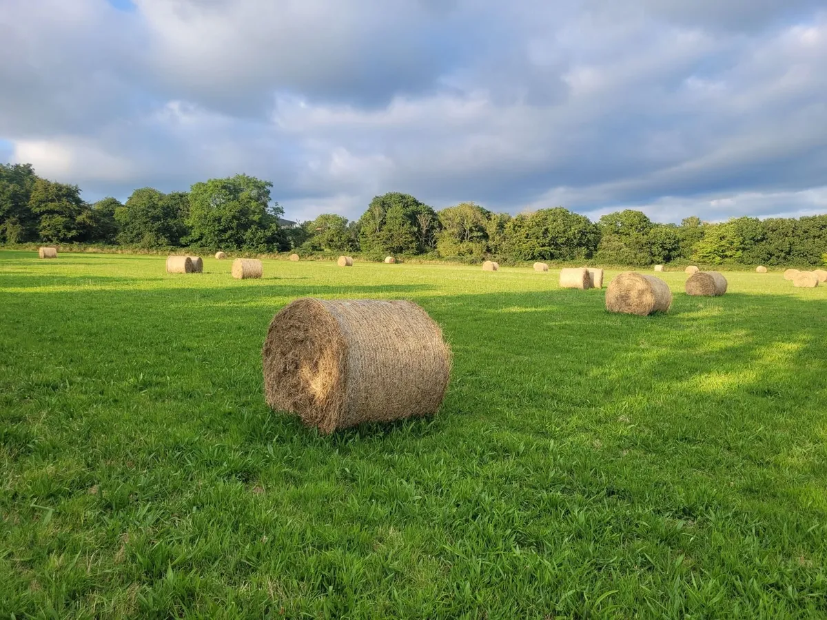 Hay for sale - Image 1