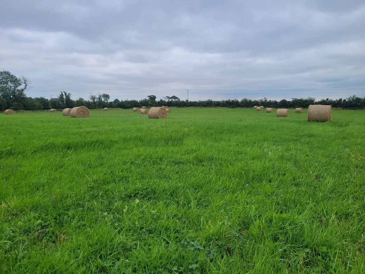 Hay for sale - Image 2