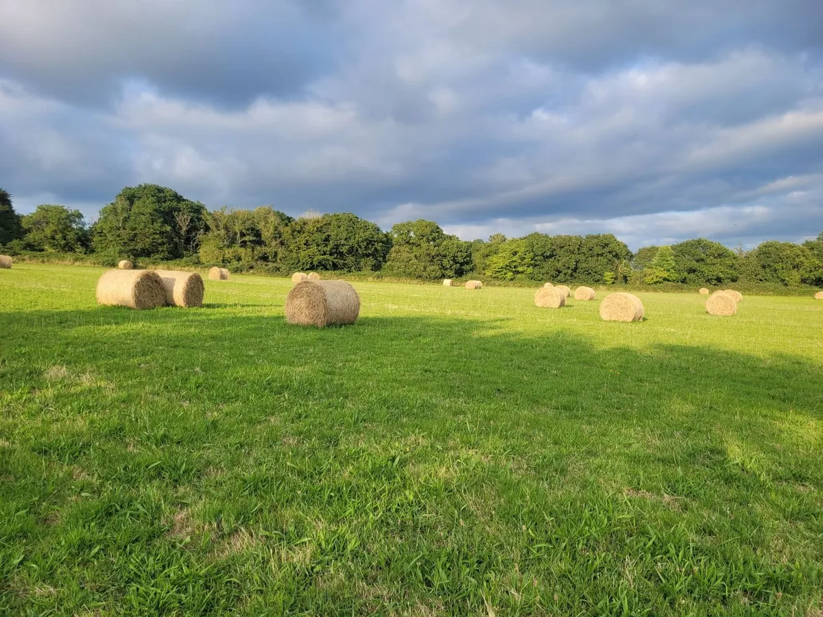 Hay for sale - Image 3