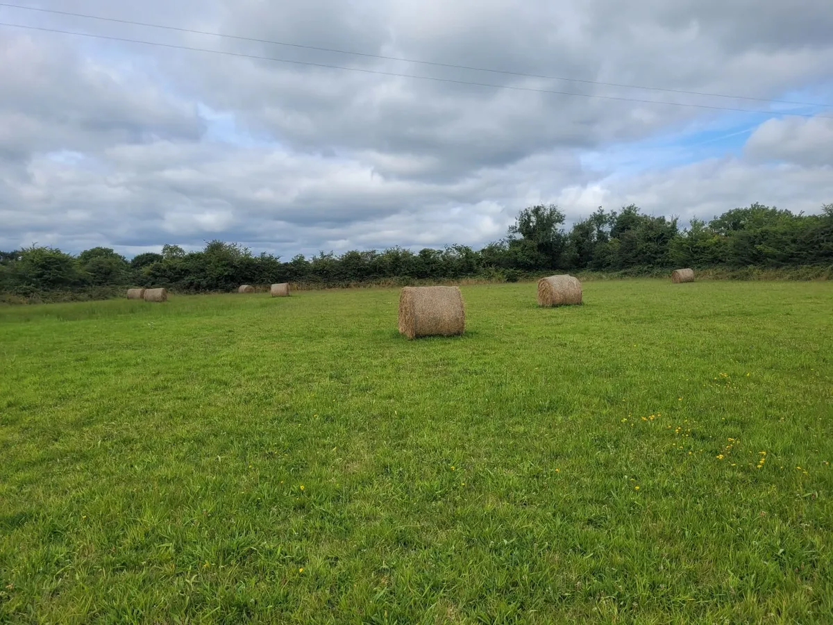 Hay for sale - Image 4