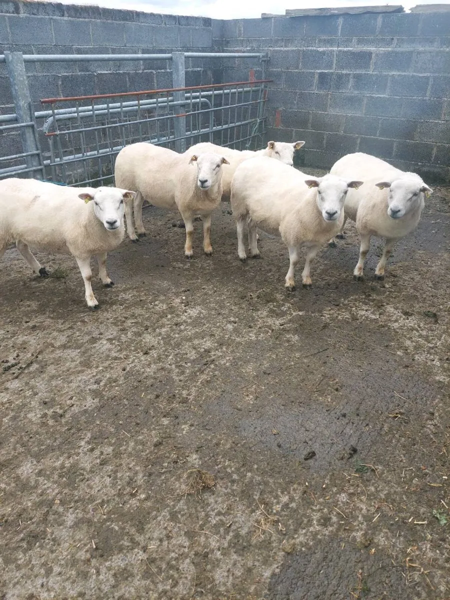Texel and Suffolk Hoggets - Image 1