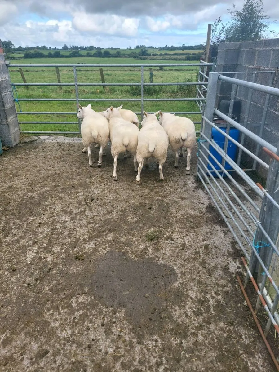 Texel and Suffolk Hoggets - Image 2