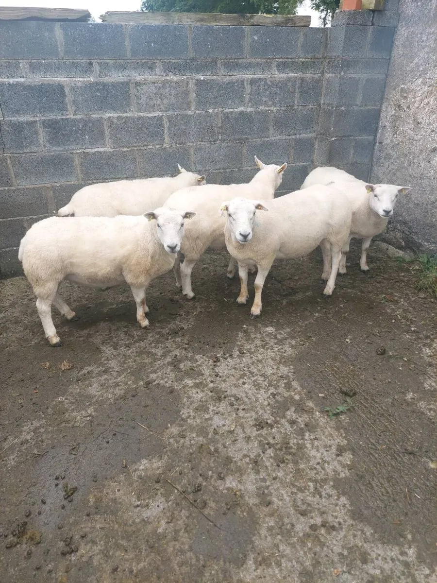 Texel and Suffolk Hoggets - Image 3
