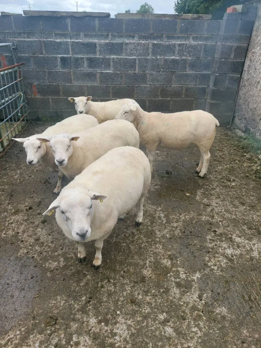 Texel and Suffolk Hoggets - Image 4