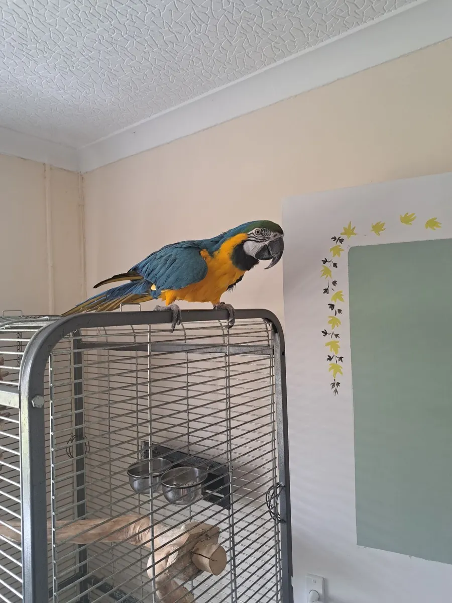 Macaw  parrot - Image 1