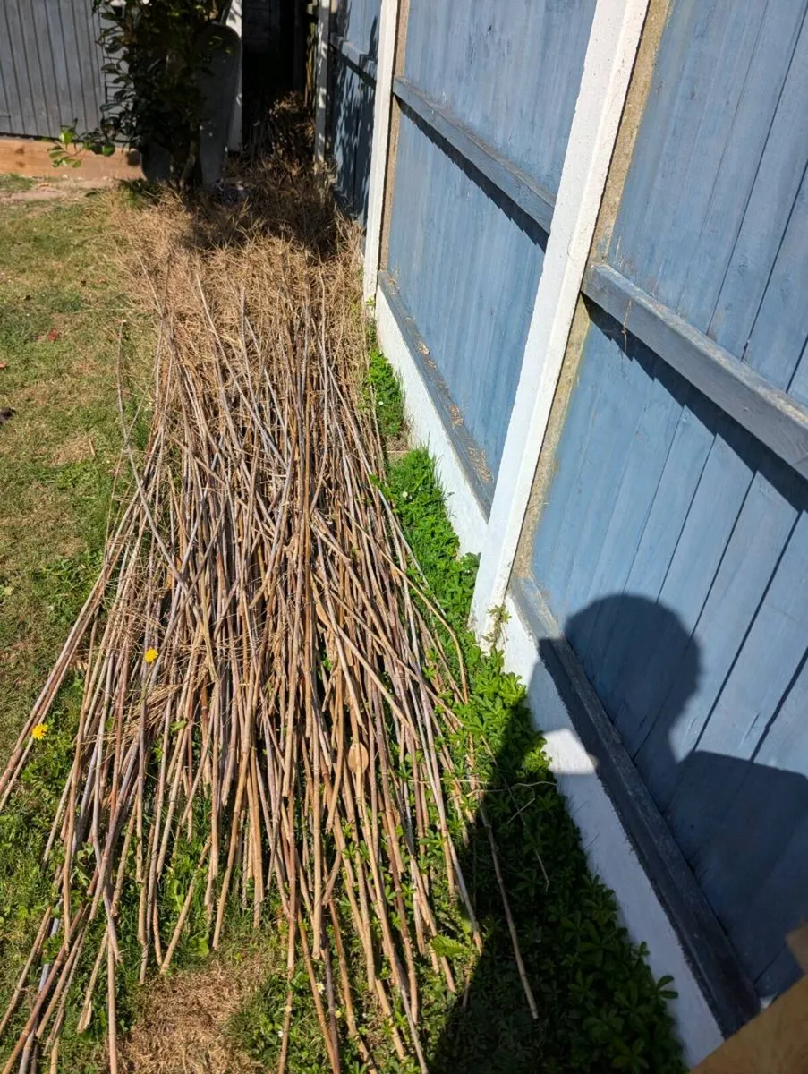Bamboo - Image 1