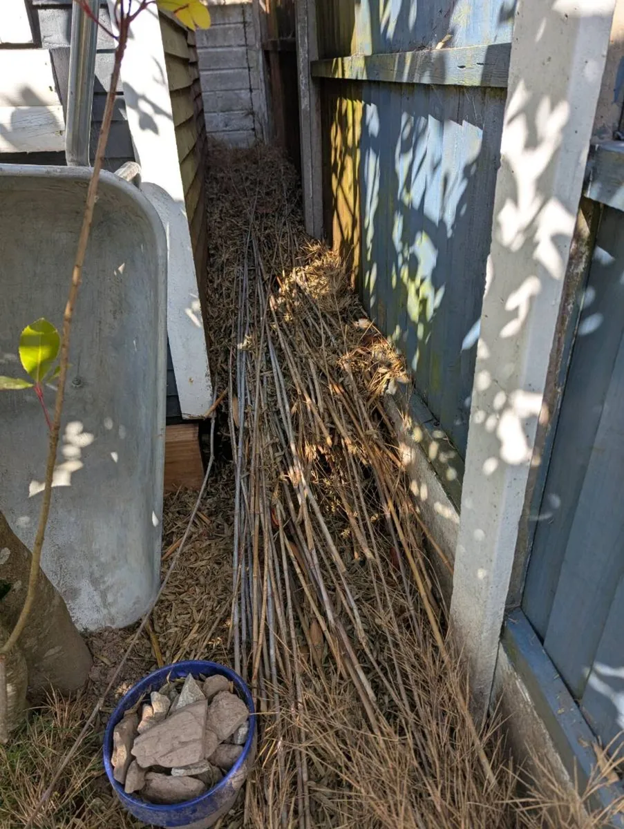 Bamboo - Image 2