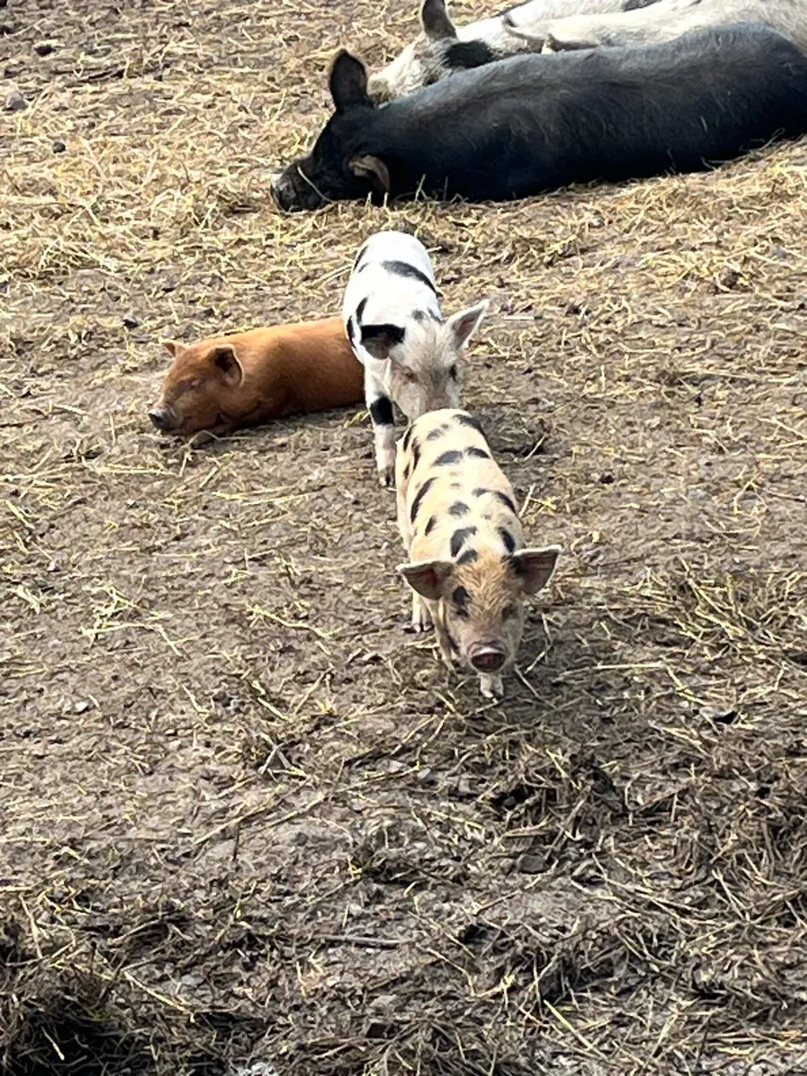 Kune kune pigs - Image 4
