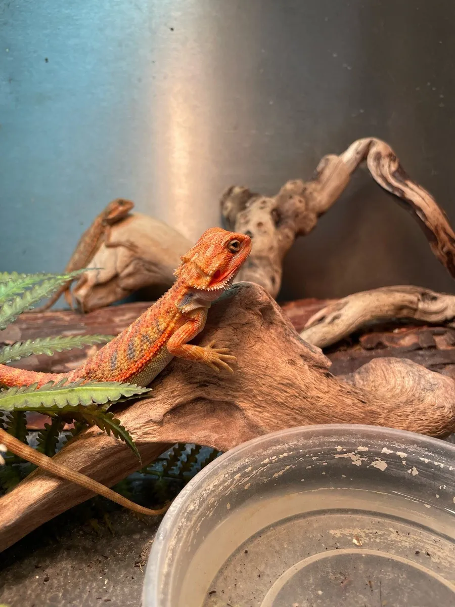Hypo trans bearded dragon - Image 3