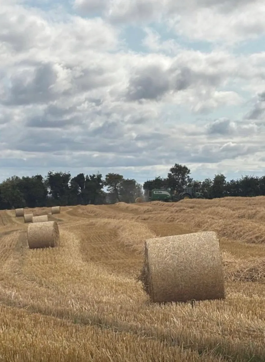 Straw - Image 3