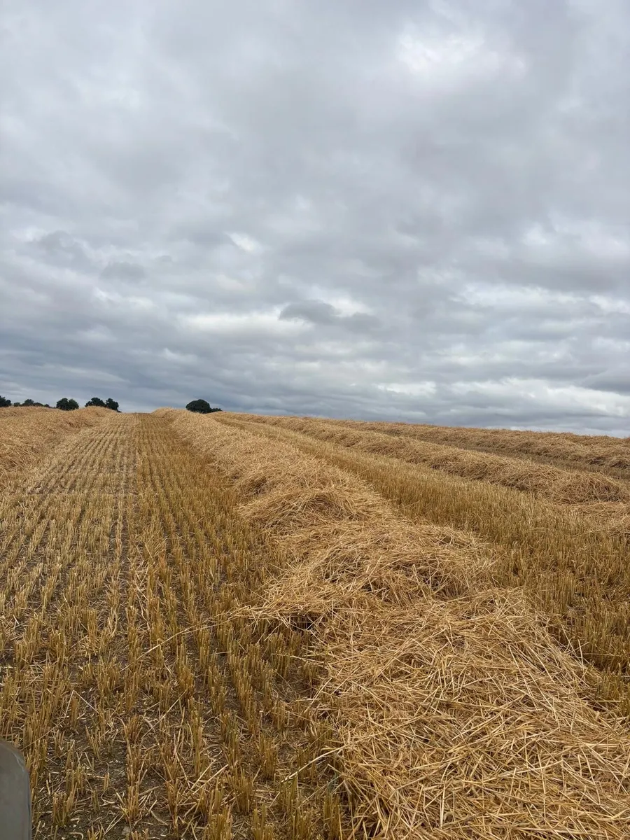 Straw - Image 4
