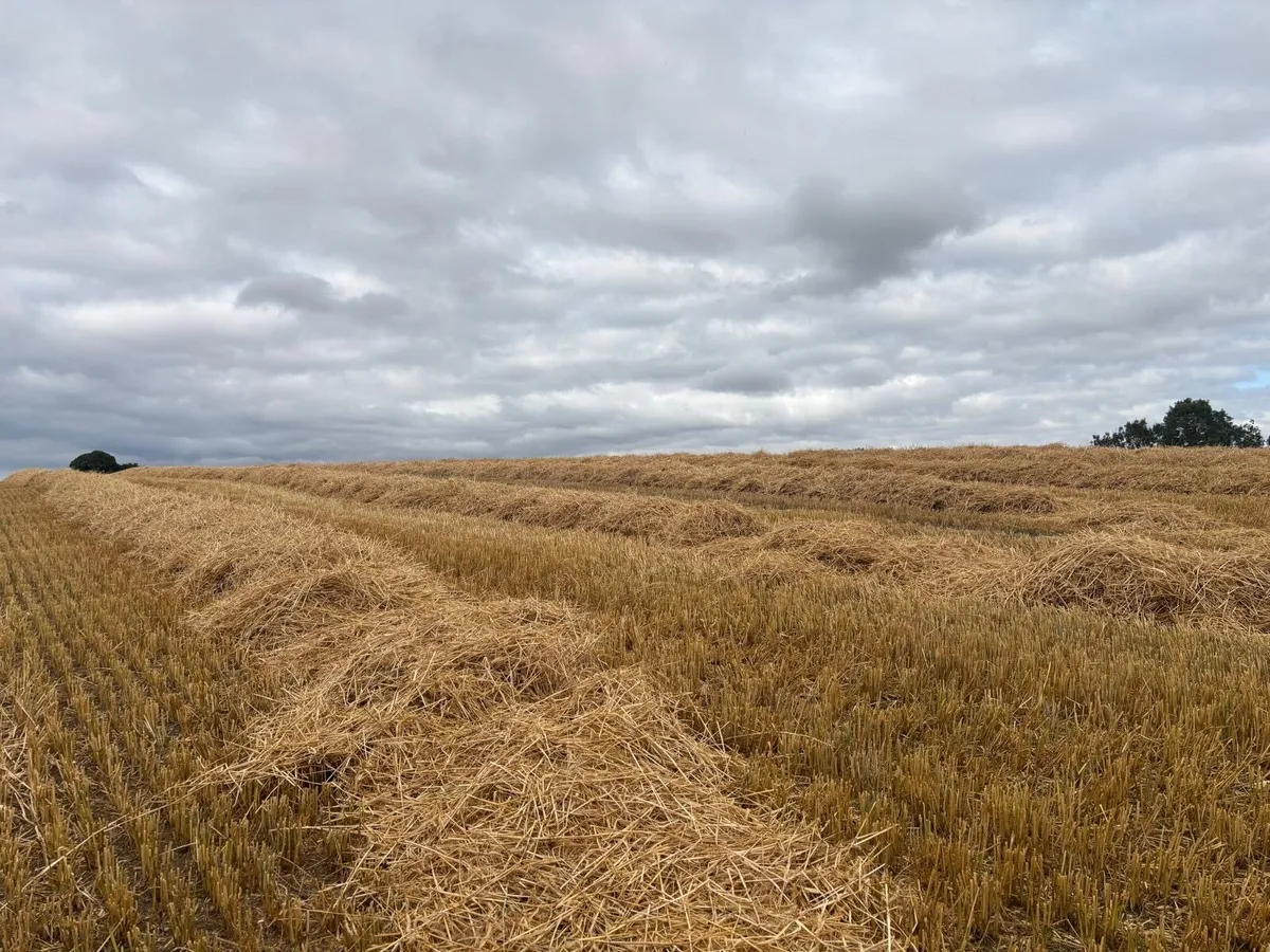 Straw - Image 1