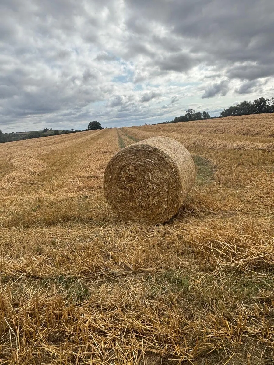 Straw - Image 2