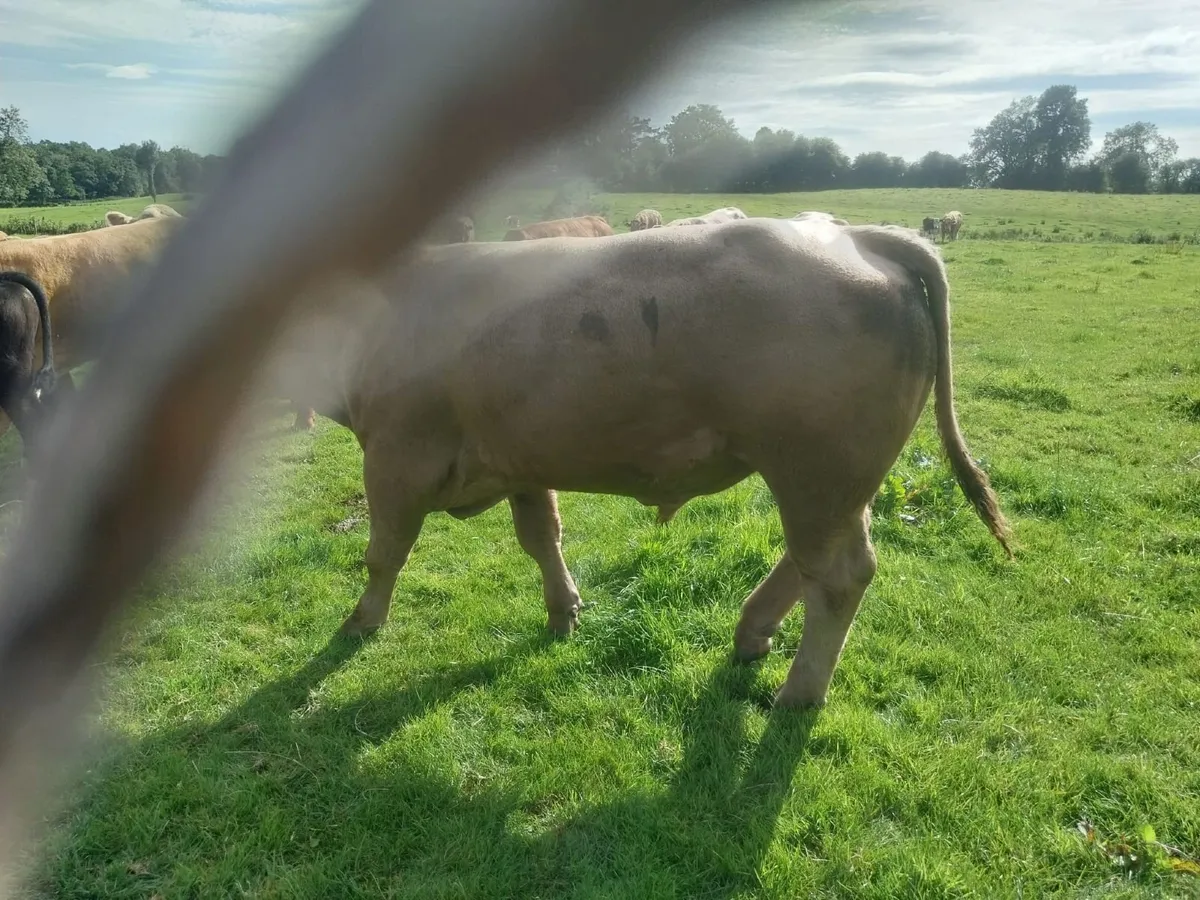 Bulls - Image 2