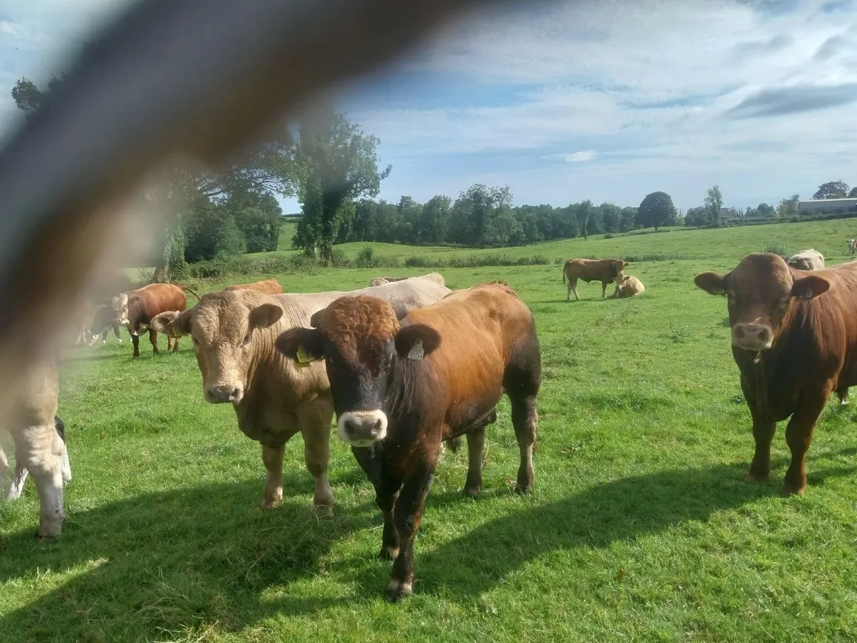 Bulls - Image 4