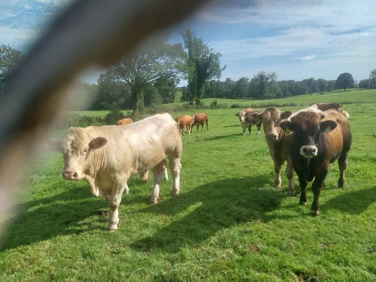 Bulls - Image 3