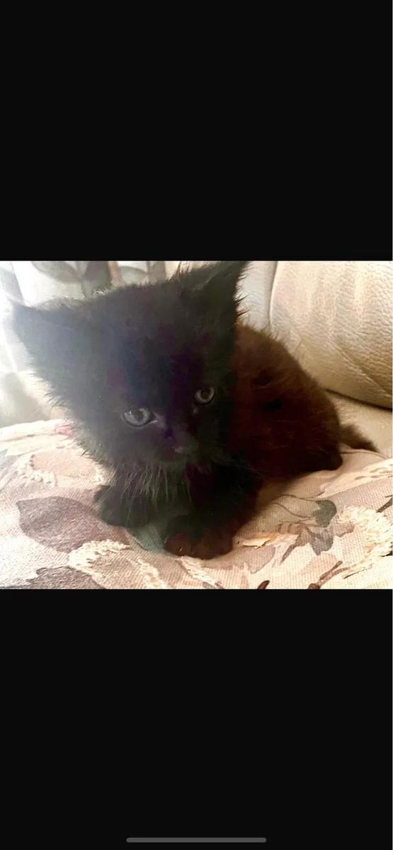 Maine coon kittens cross - Image 2