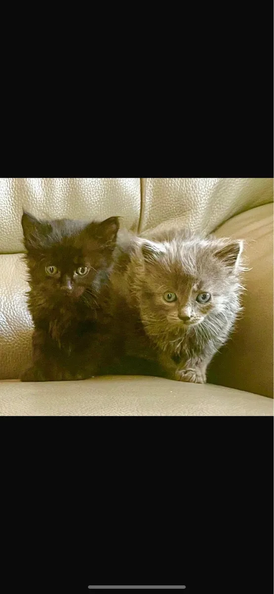 Maine coon kittens cross - Image 1