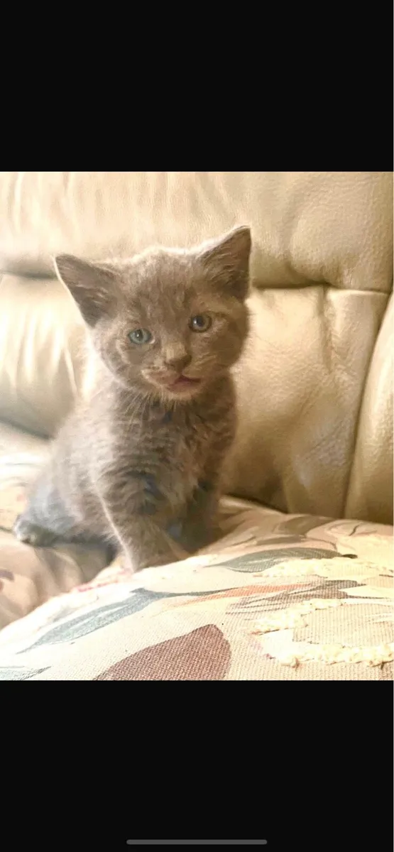Maine coon kittens cross - Image 3