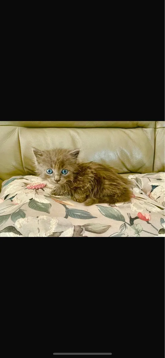 Maine coon kittens cross - Image 4
